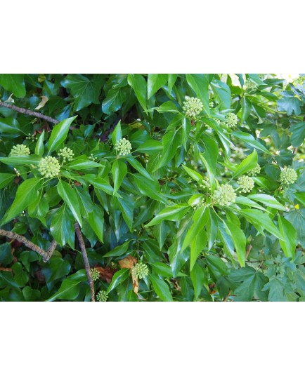Hedera helix 'Sailfort'
