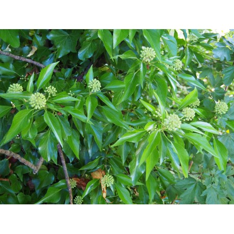 Hedera helix 'Sailfort'