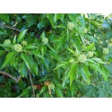 Hedera helix 'Sailfort'