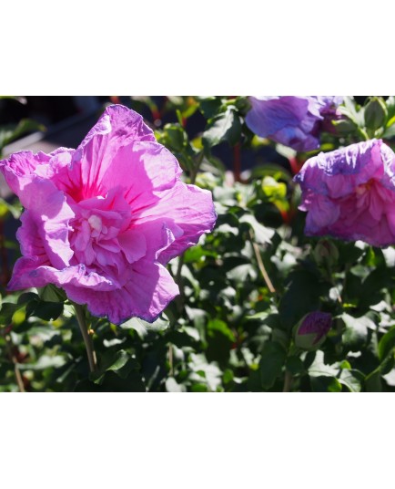 Hibiscus syriacus 'Lavender Chiffon'®- althea , ketmie