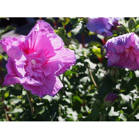 Hibiscus syriacus 'Lavender Chiffon'®- althea , ketmie