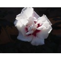 Hibiscus syriacus 'Speciosus' - althea , ketmie