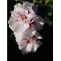 Hibiscus syriacus 'Speciosus' - althea , ketmie