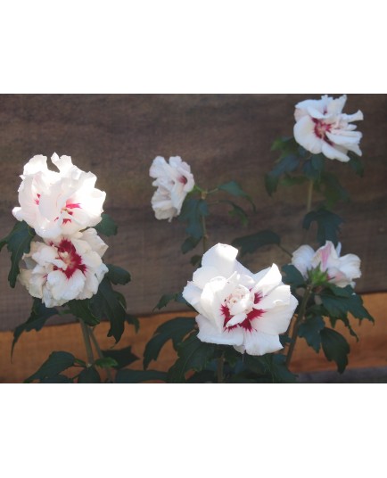 Hibiscus syriacus 'Speciosus' - althea , ketmie