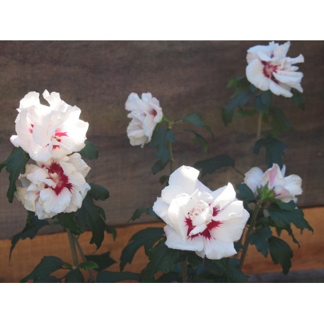 Hibiscus syriacus 'Speciosus' - althea , ketmie