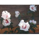 Hibiscus syriacus 'Speciosus' - althea , ketmie