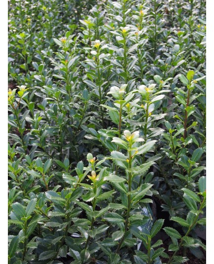 Ilex meservae x 'Heckenpracht'® - houx