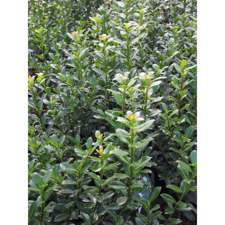 Ilex meservae x 'Heckenpracht'® - houx