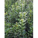 Ilex meservae x 'Heckenpracht'® - houx