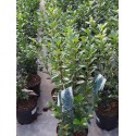 Ilex meservae x 'Heckenpracht'® - houx