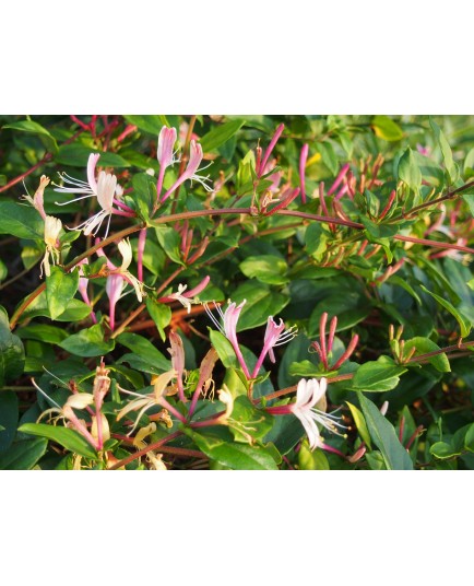 Lonicera japonica 'Red World' - Chèvrefeuilles grimpants