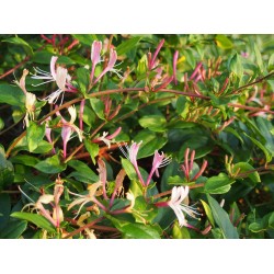 Lonicera japonica 'Red World' - Chèvrefeuilles grimpants