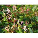 Lonicera japonica 'Red World' - Chèvrefeuilles grimpants