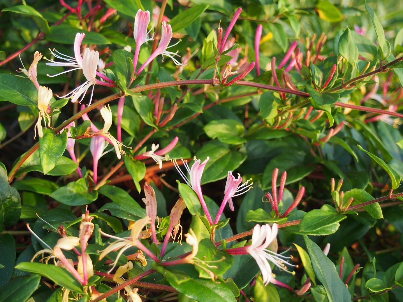 philodendron princess tricolor Philodendron White Princess Pink 'Tricolor' Variegata main image 0