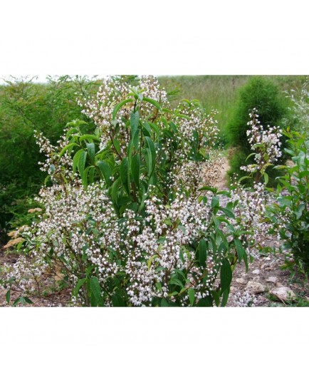 Deutzia glauca