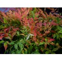 Nandina domestica 'Gulfstream'