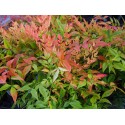 Nandina domestica 'Gulfstream'