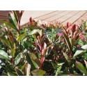 Photinia fraseri x 'Pink Marble'®