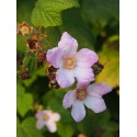 Rubus odoratus - Framboise d'ornement, ronce odorante