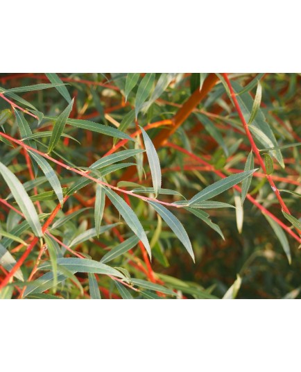 Salix alba 'Nova' - Saule blanc