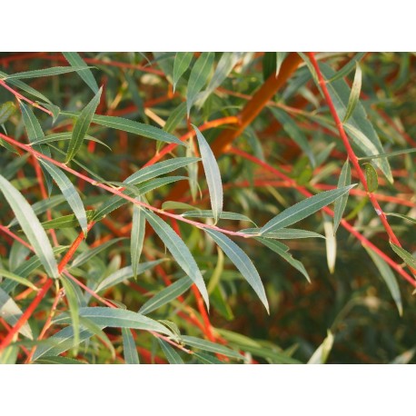 Salix alba 'Nova' - Saule blanc