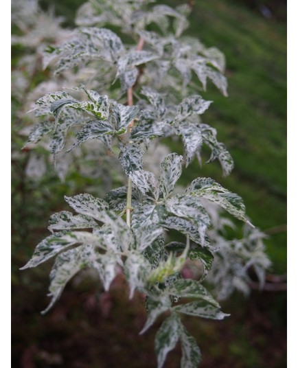 Sambucus nigra 'Pulverulenta' - Sureau à feuille poudrée