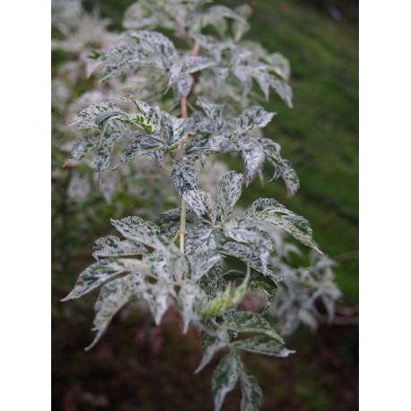 Sambucus nigra 'Pulverulenta' - Sureau à feuille poudrée