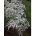 Sambucus nigra 'Pulverulenta' - Sureau à feuille poudrée