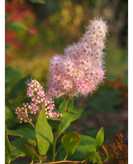 Spiraea alba 'Carnea' -spirée blanche