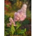 Spiraea alba 'Carnea' -spirée blanche