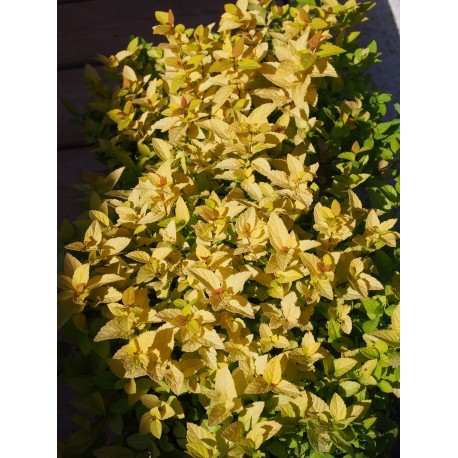 Spiraea japonica 'Golden Princess' - Spirée du Japon