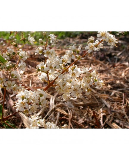 Deutzia gracilis 'Dippon'