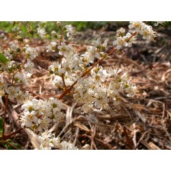 Deutzia gracilis 'Dippon'