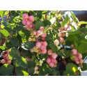 Symphoricarpos doorenbosii x 'Mother of Pearl' - Symphorine