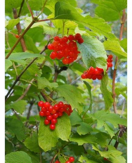 Viburnum opulus 'Sylvie' - Viorne obier