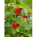 Viburnum opulus 'Sylvie' - Viorne obier