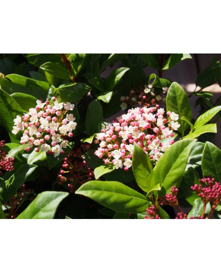 Viburnum tinus 'Gwenllian' - Laurier-Tin