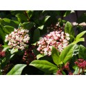 Viburnum tinus 'Gwenllian' - Laurier-Tin