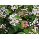 Viburnum tinus 'Lady Bird'