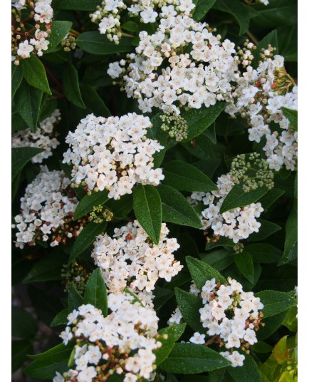 Viburnum tinus 'Lady Bird'