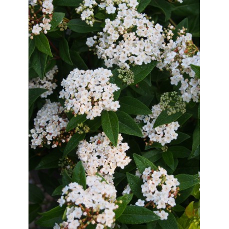 Viburnum tinus 'Lady Bird'