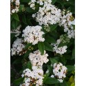 Viburnum tinus 'Lady Bird'