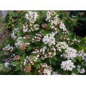 Viburnum tinus 'Lady Bird'