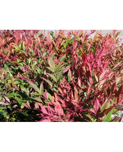 Nandina domestica 'Italian Flame'