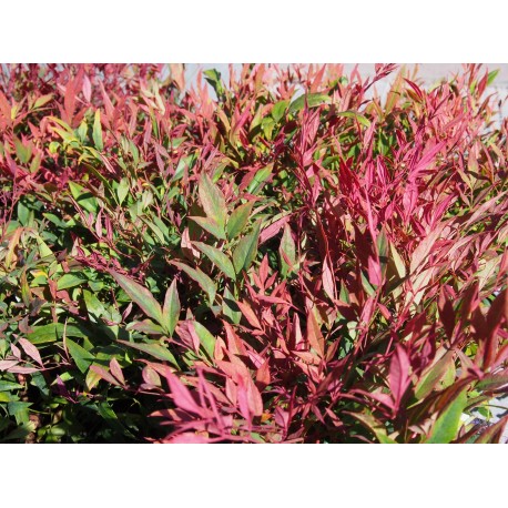 Nandina domestica 'Italian Flame'