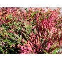 Nandina domestica 'Italian Flame'