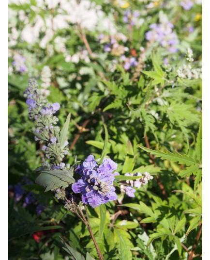 Vitex agnus castus 'Laciniata'