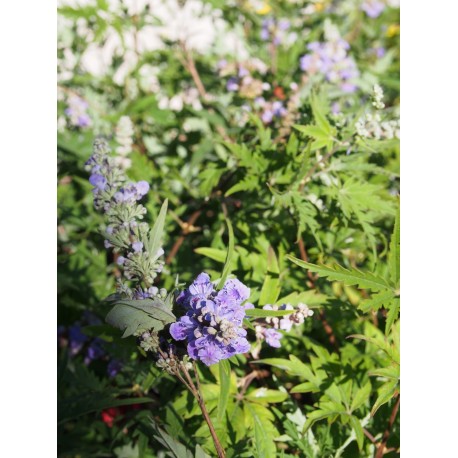 Vitex agnus castus 'Laciniata'