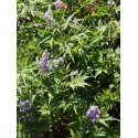 Vitex agnus castus 'Laciniata'