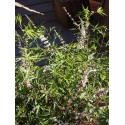 Vitex agnus castus 'Santamaria'